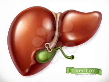 Liver. Medicine, internal organs. 3d vector icon