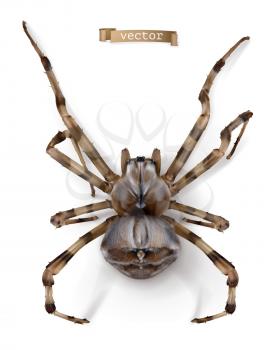 Spider. 3d realistic vector icon