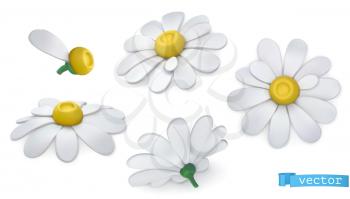 Chamomile flowers, daisies. 3d vector icon set
