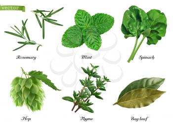 Greens and spices realistic vector set. Rosemary, mint, spinach, hop, thyme, bay leaf. Food illustration