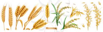 Wheat, barley, oats, rice. 3d realistic vector set