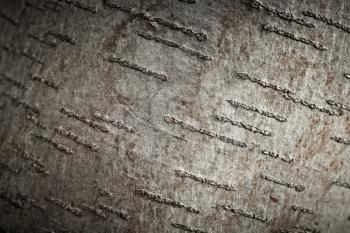 Aspen tree bark texture, closeup shot.