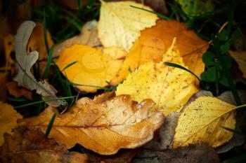 Autumn fallen leaves with rain drops, closeup shot.