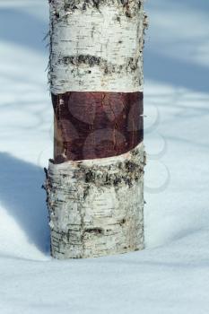 Birch trunk closeup shot