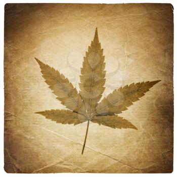 Cannabis leaf. Vintage background with torn edges. Isolated on white