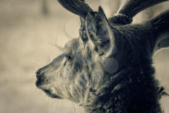 Deer head, closeup shot. Toned