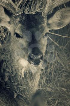 Deer head. Toned closeup shot