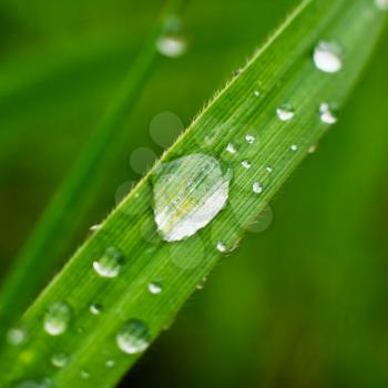 Fresh grass with dew drops closeup