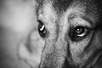 Look of the dog. Vintage styled monochrome grainy shot.