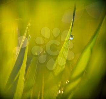 Drops on a grass
