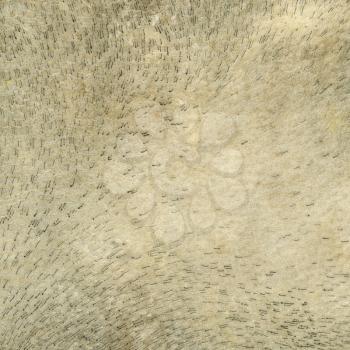 Ethnic drum leather surface background