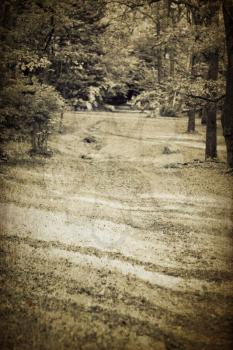 Vintage forest path