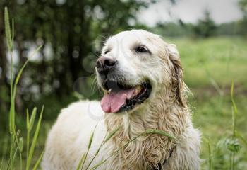 Golden Retriever, female, eight years old, after swimming.