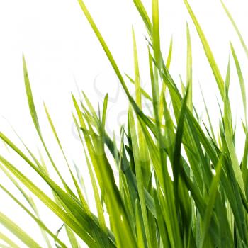 Green grass, isolated on white, corner composition.