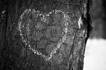 Heart drawn on tree trunk, monochrome image.