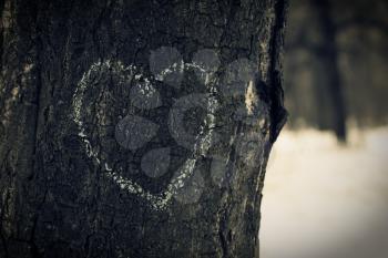 Heart symbol on oak trunk