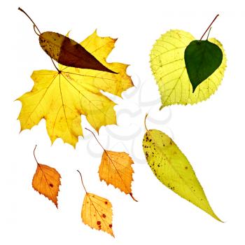 Isolated fallen yellow leaves on white background