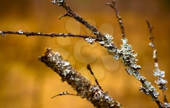 Lichen (Hypogymnia physodes) growing on a branch