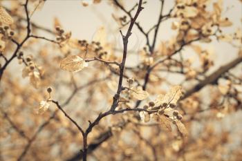 linden blossom, closeup shot