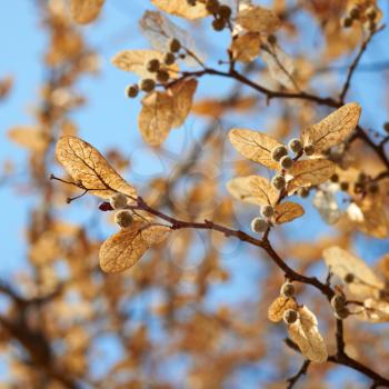 Closeup on linden tree seeds. Spring season.