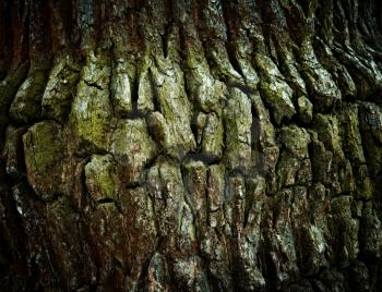 Colorful spring oak bark texture.