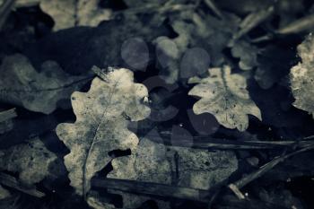 Oak fallen leaves. Closeup toned shot