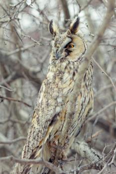 Owl closeup shot