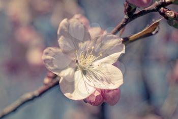 Sakura flowers at spring, macro shot