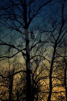 Silhouette of birch tree with scary branche. Sunset time.