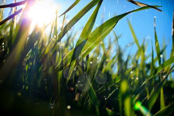 Grass and spider web, covered with morning dew in sun-rays.