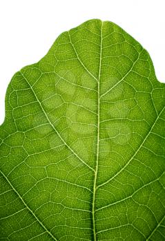 Top of an oak leaf, isolated on white, closeup.
