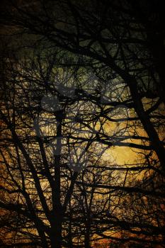 Spooky trees silhouettes. Vintage background