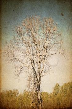 Grunge photography of rural alone tree