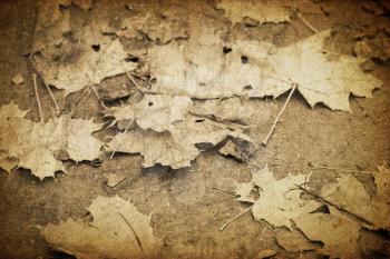 Vintage autumn fallen leaves