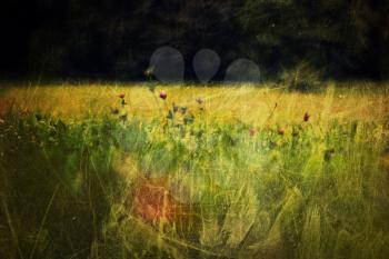 Clover flowers on meadow. Vintage styled shot