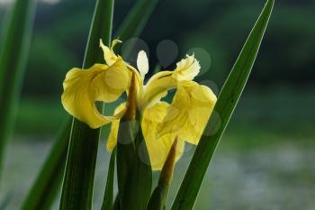 Yellow iris horizontal