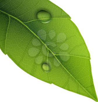 Green leaf with water droplets, closeup vector illustration.