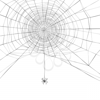 Halloween background. Spider web. Vector illustration