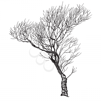 Willow tree at winter season. Vector sketch illustration. 