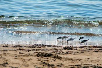 view of sea birds - sandpiper - looking for food during low tide in a Japanese sea Vladivostok Russia