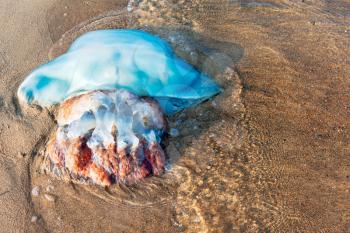 view of the big blue jellyfish throw the Japanese sea, Vladivostok, Russia