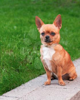 Chihuahua dog sitting on a background of green grass and looking ahead
