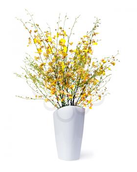 very rare kind of miniature orchids arrangement centerpiece in vase isolated on white background