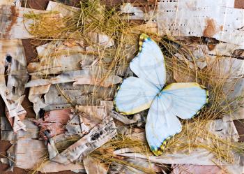 abstract composition of butterflies, birch bark and straw