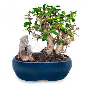miniature bonsai tree and stone in blue pot isolated on white background