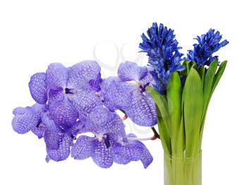 colorful bouquet from hyacinth and orchidea arrangement centerpiece isolated on white background