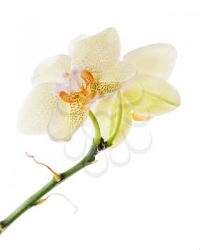 orchidea arrangement centerpiece isolated on white background