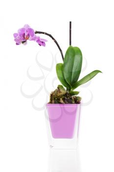 miniature orchid arrangement centerpiece in vase isolated on white background