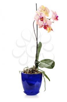 orchid arrangement centerpiece in blue vase isolated on white background