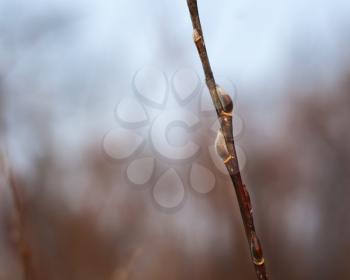 beautiful pussy willow branch with catkins